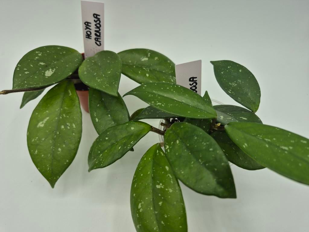 Hoya carnosa, Huis en Inrichting, Kamerplanten, Ophalen