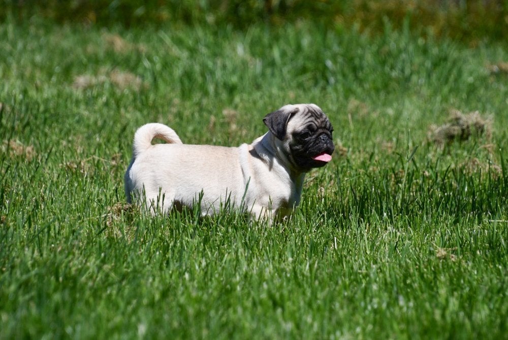 Chiots Carlin à vendre, 15 semaines à 1 an, Autres races, Plusieurs animaux, Éleveur | Professionnel