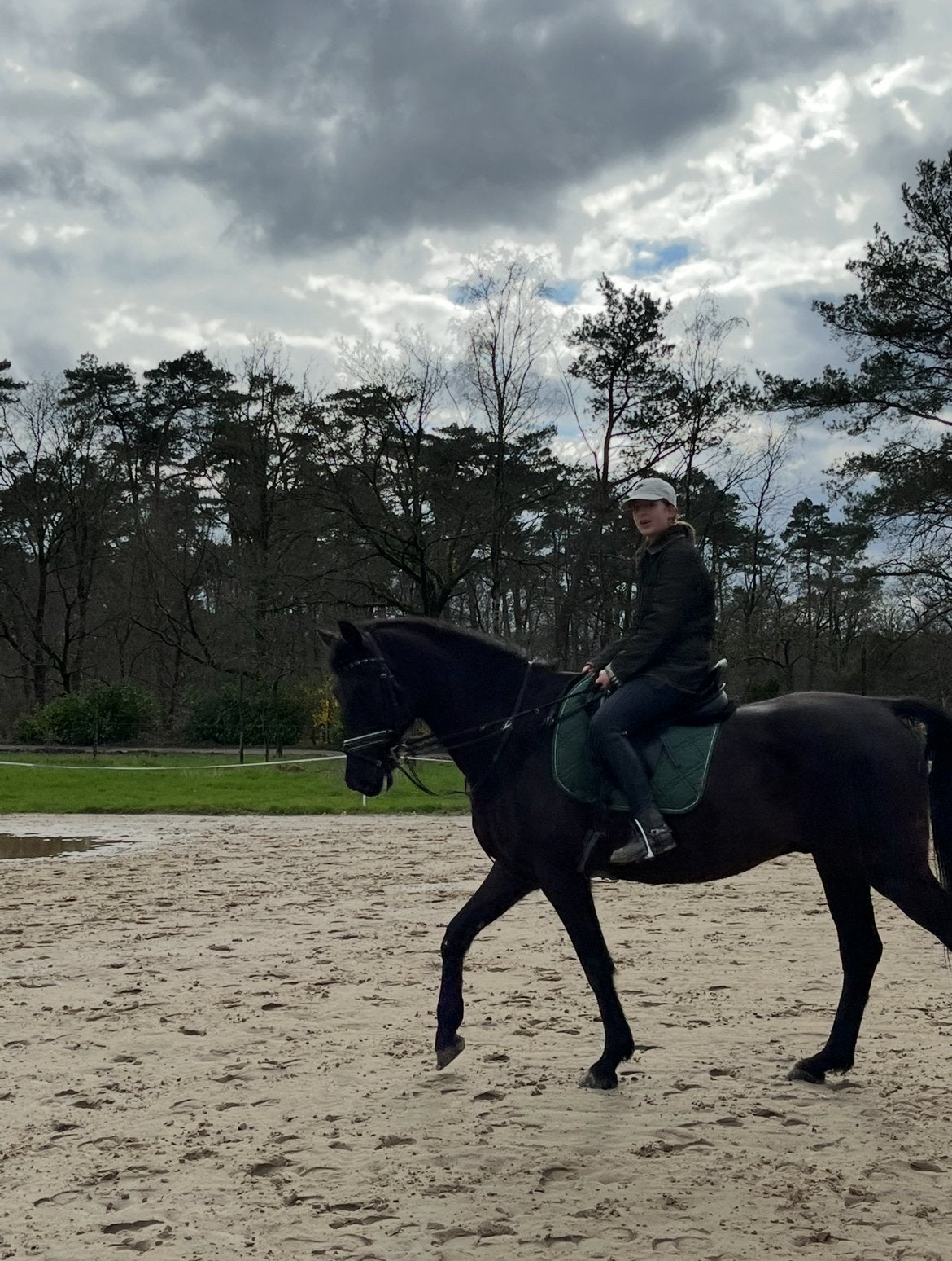 Halve stal, Hongre, Cheval de dressage