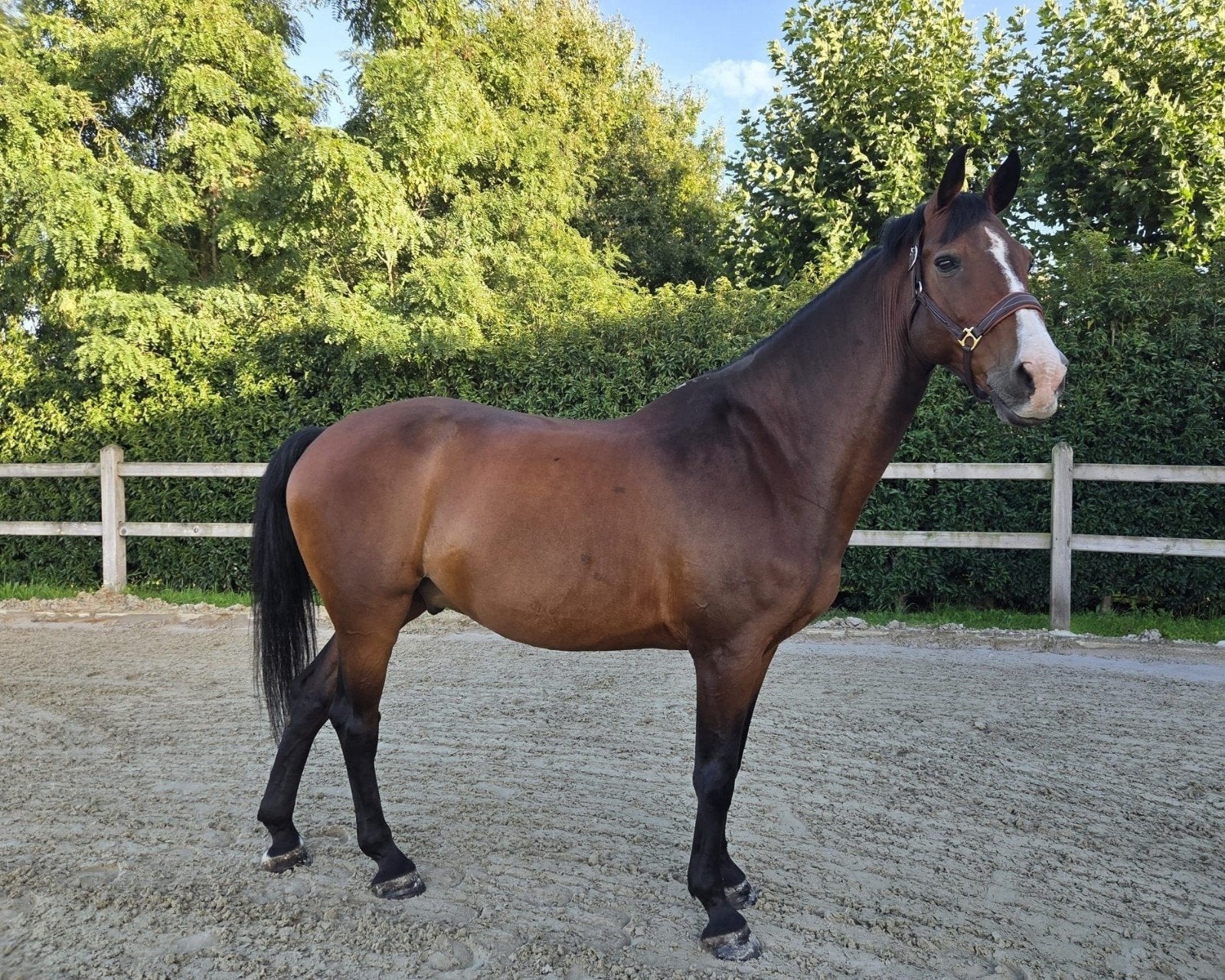 ️⭐️~messi van het dravershof~⭐️ super fijne allrounder, Dieren en Toebehoren, Springpaard, Met stamboom, Ruin, M