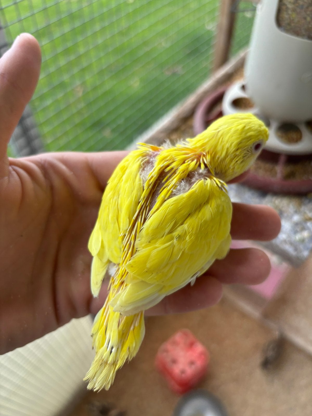 Jonge grasparkietjes 2026, Dieren en Toebehoren, Vogels | Parkieten en Papegaaien