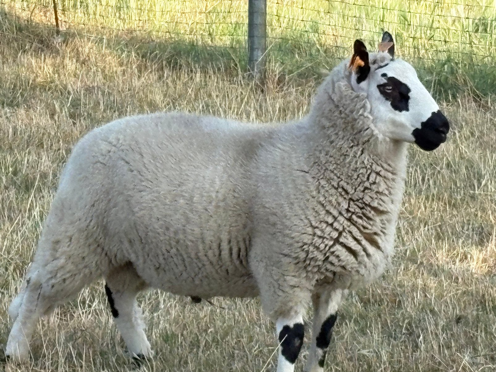 Kerry Hill ram lam, Mannelijk, Schaap, 0 tot 2 jaar