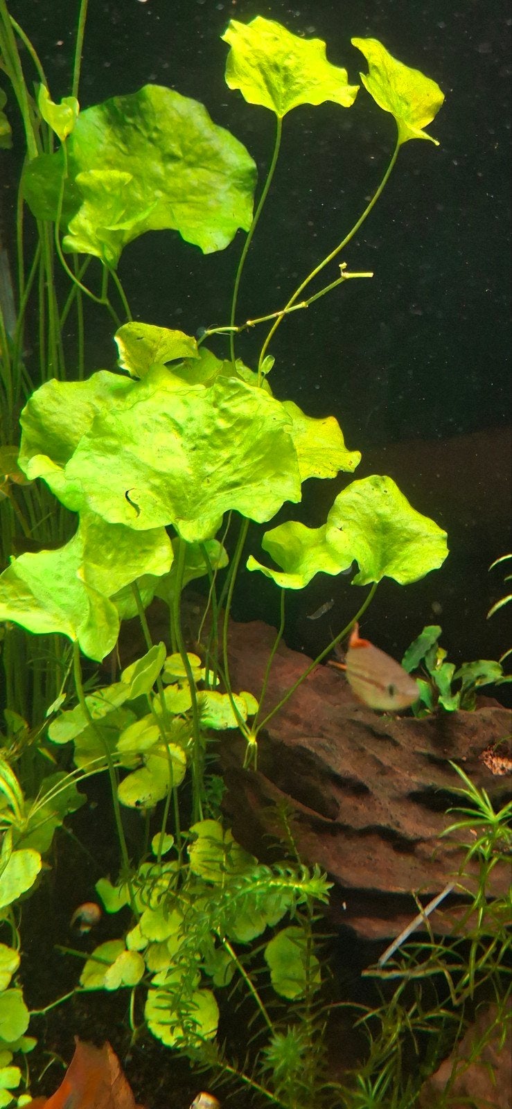 aquariumplant Nymphoides sp. 'taiwan', Ophalen, Plant(en), Steen of Hout