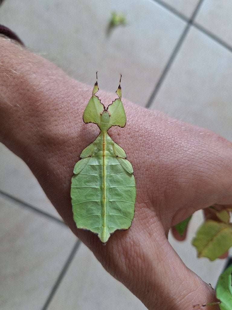 Wandelende bladeren Cryptophyllium limogesii, Dieren en Toebehoren, Wandelende tak