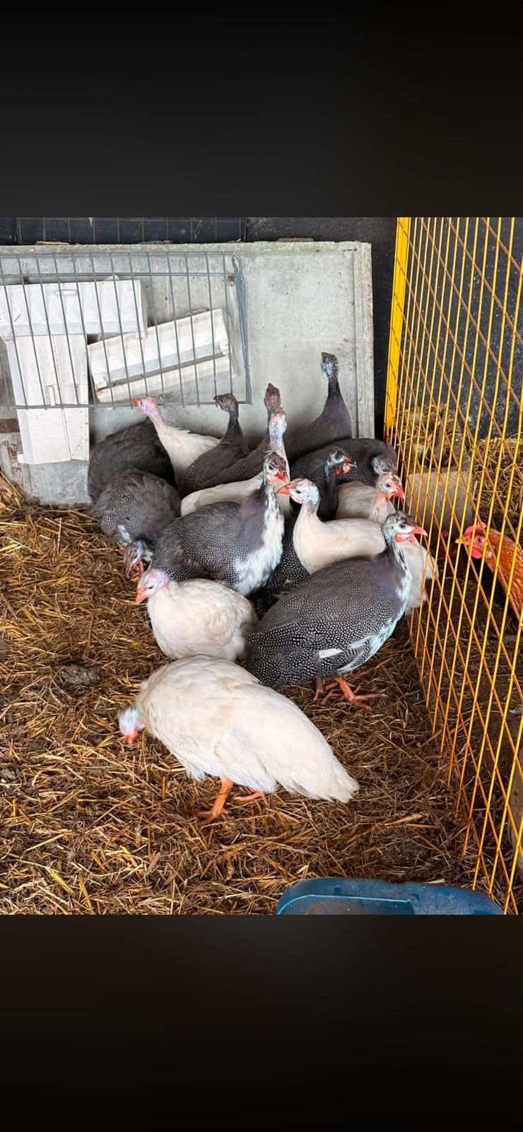 Pintades, Animaux & Accessoires, Volatiles