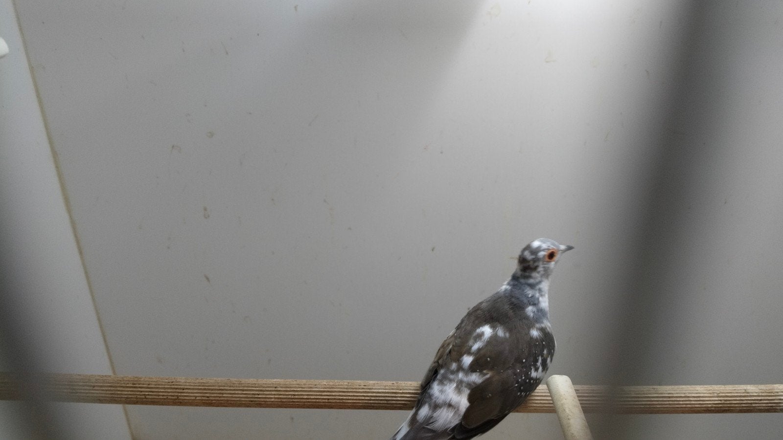 Diamantduifjes kweekrijp, Dieren en Toebehoren