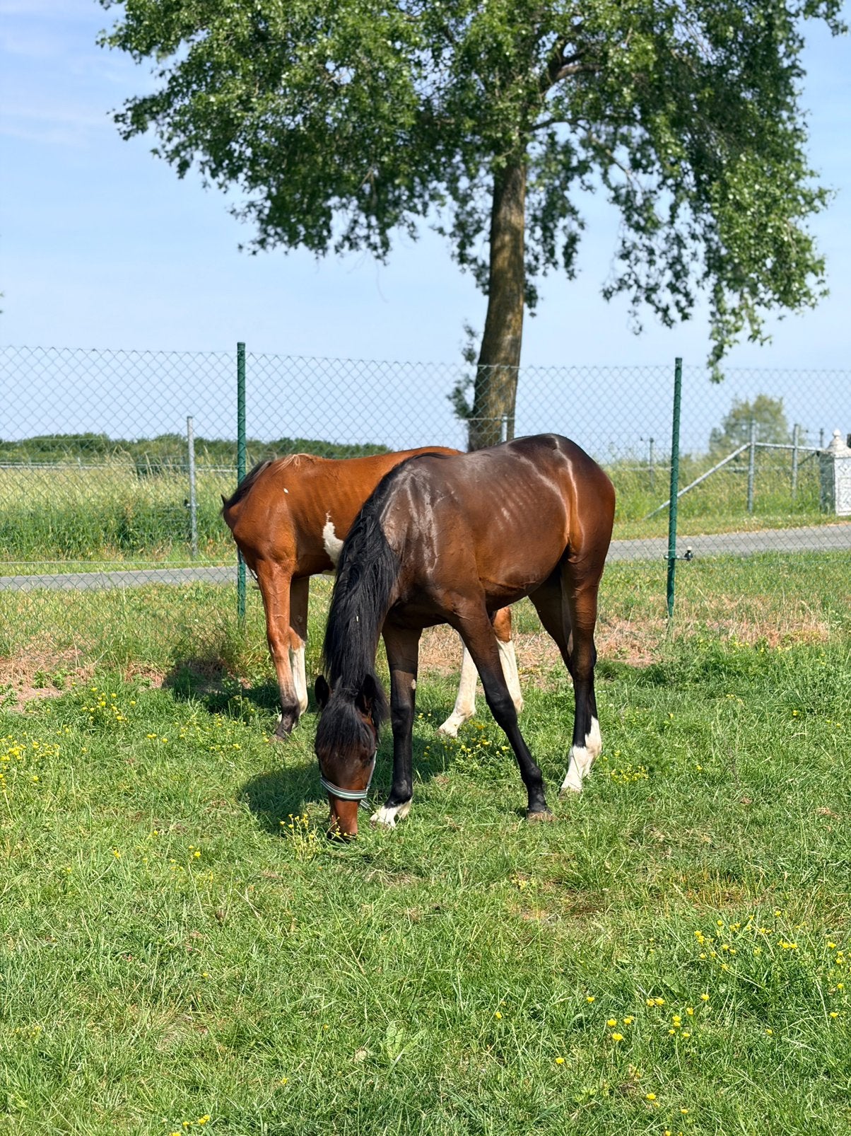 Correcte bwp merrie jaarling, Dieren en Toebehoren, Paarden, Merrie, Springpaard, Met stamboom, Niet van toepassing