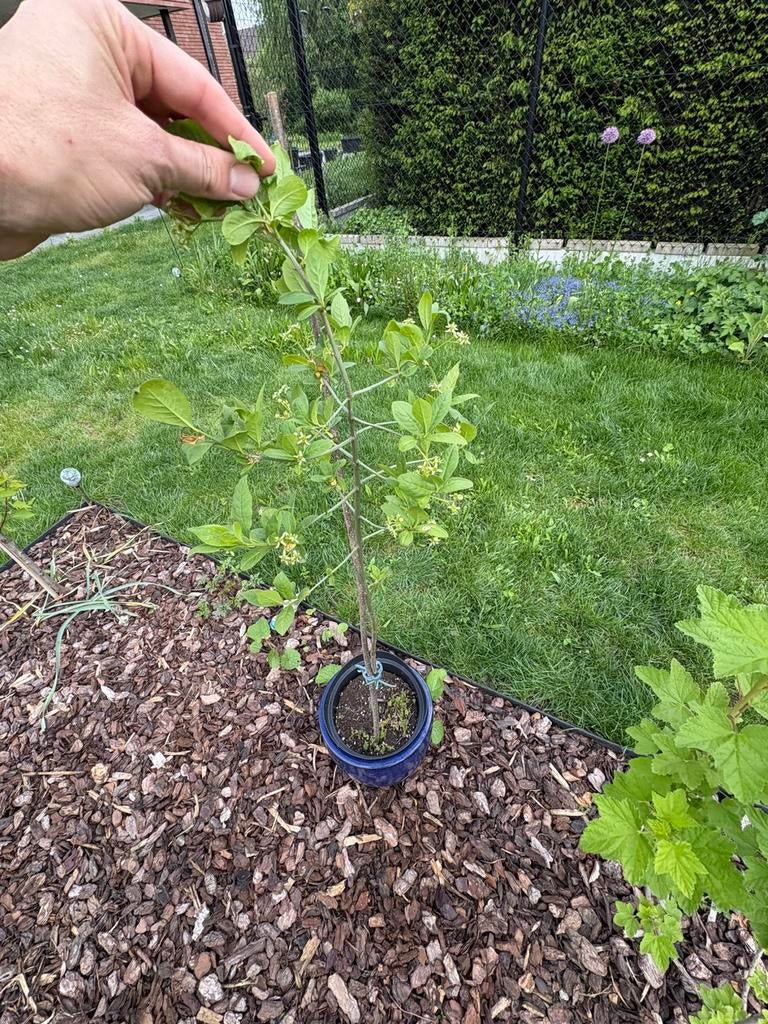Gratis wilde kardinaalsmuts, Tuin en Terras, Ophalen