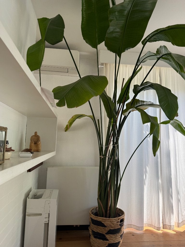 Bananenplant, Maison & Meubles, Plantes d'intérieur, Autres espèces, Enlèvement, 200 cm ou plus, Plante verte