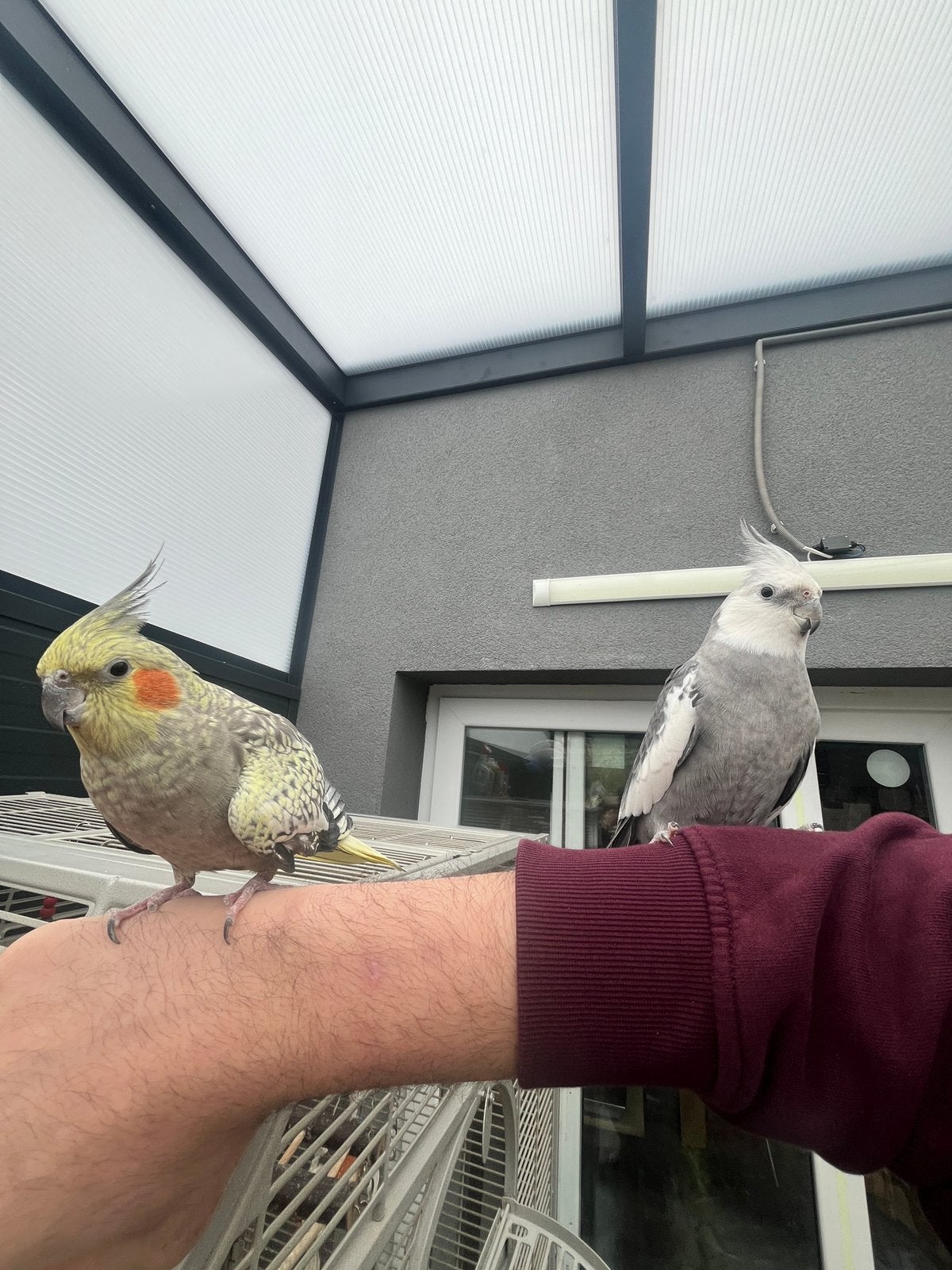 Valparkieten, Meerdere dieren, Parkiet, Tam