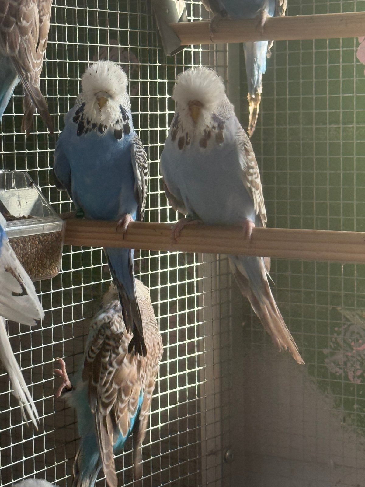 3 engelse grasparkieten beschikbaar 2026 uit zeer goede lijn, Dieren en Toebehoren, Vogels | Parkieten en Papegaaien