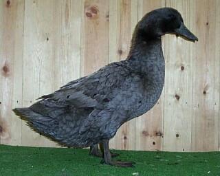Eend van Vorst, Meerdere dieren, Eend