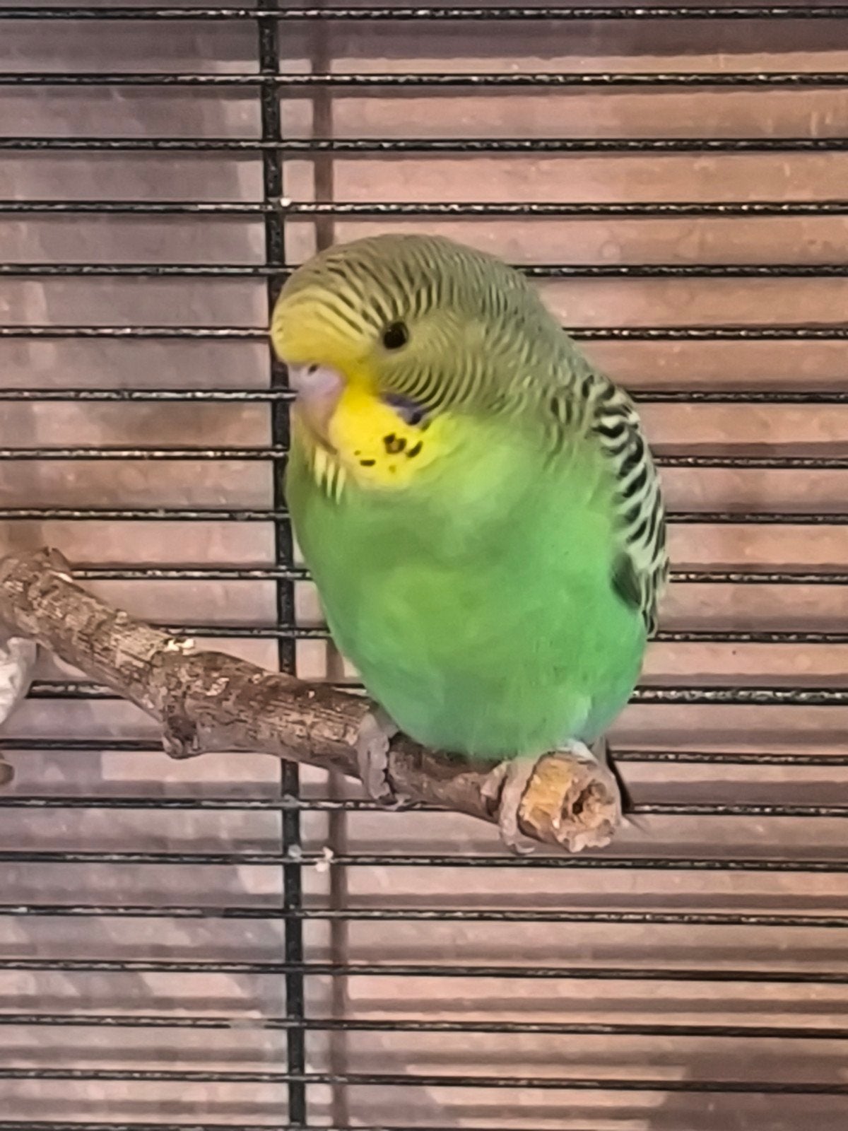 4 groene jonge grasparkieten te koop.