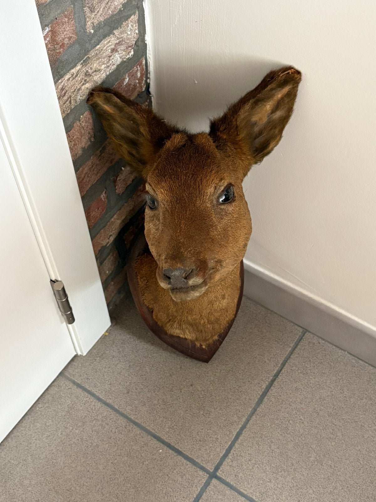 Opgezette ree, Verzamelen, Dierenverzamelingen, Ophalen, Zo goed als nieuw