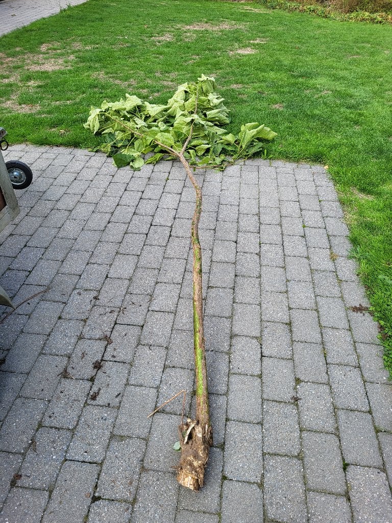 Trompetboom (catalpa), Jardin & Terrasse, Plein soleil, Autres espèces, Enlèvement, 250 à 400 cm