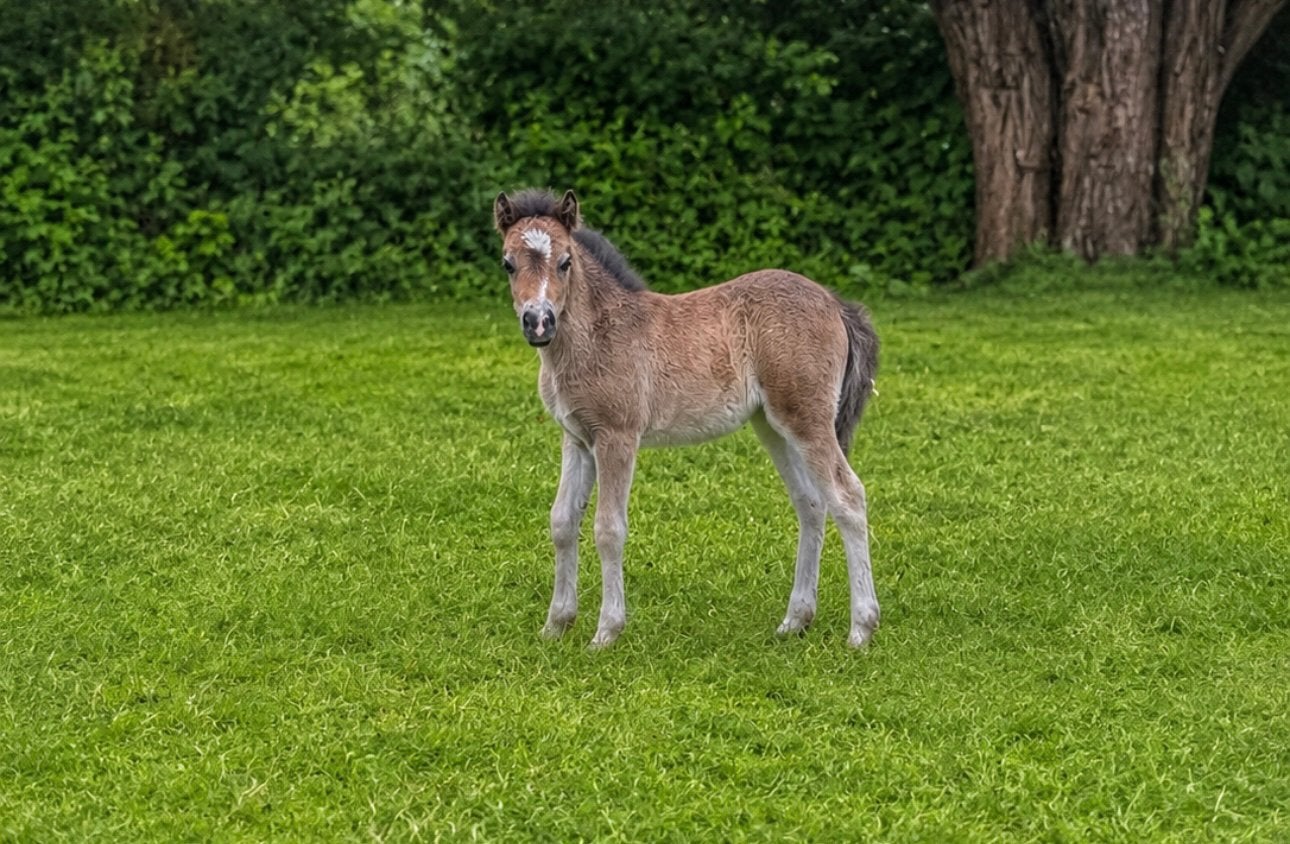 Prachtig welsh veulen, Vermifugé, Poney de récréation, Poney A (jusqu'à 1.17 m), 0 à 2 ans