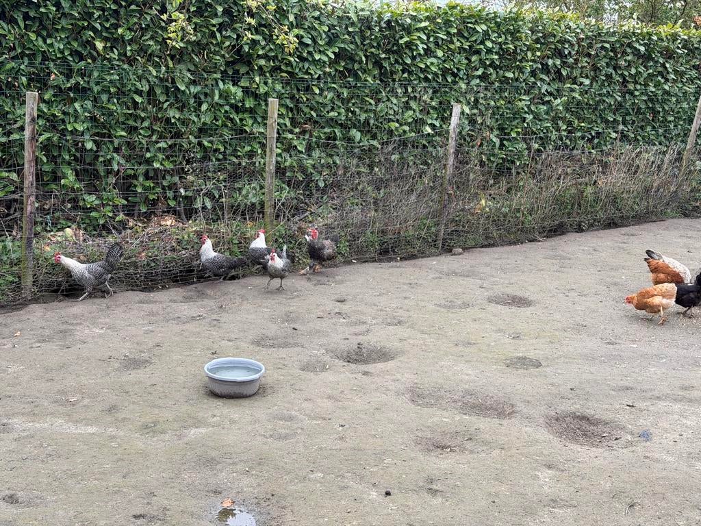 Kippen/hanen, Dieren en Toebehoren, Pluimvee, Meerdere dieren, Kip