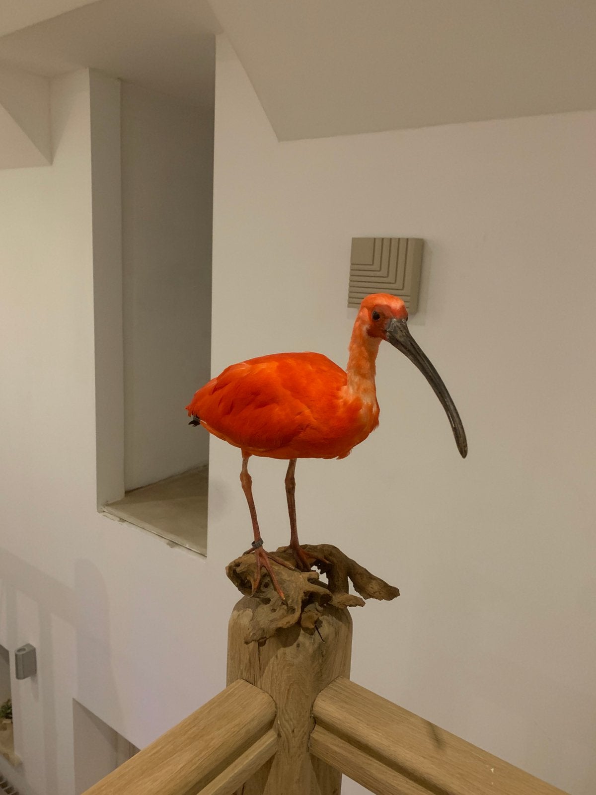 Mooie opgezette ibis te koop, Dieren en Toebehoren