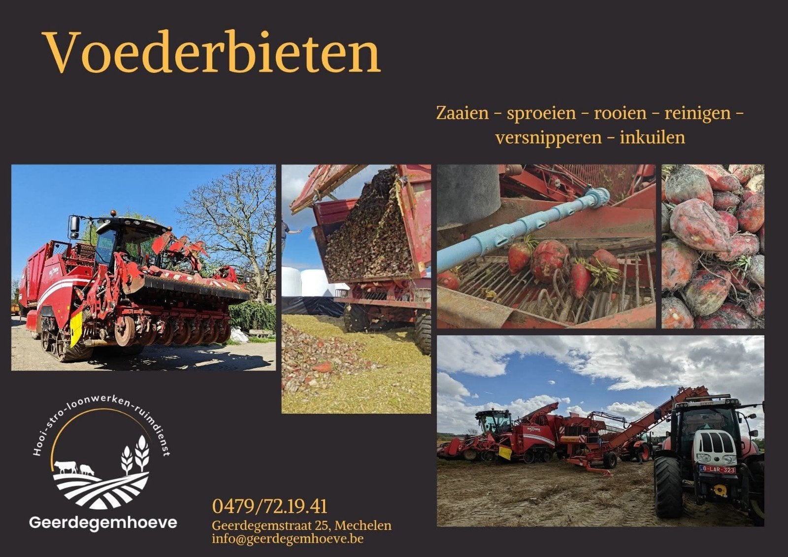 rooien van bieten, Ophalen