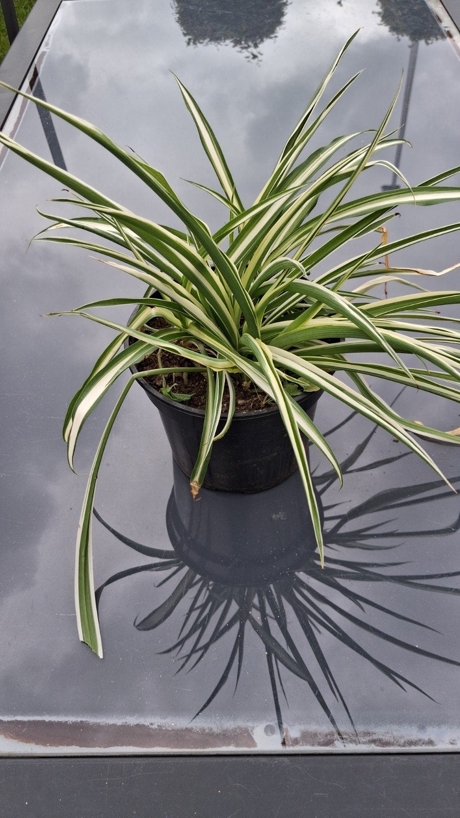 Spin plant ( gras lelie), Tuin en Terras, Planten | Tuinplanten, Ophalen