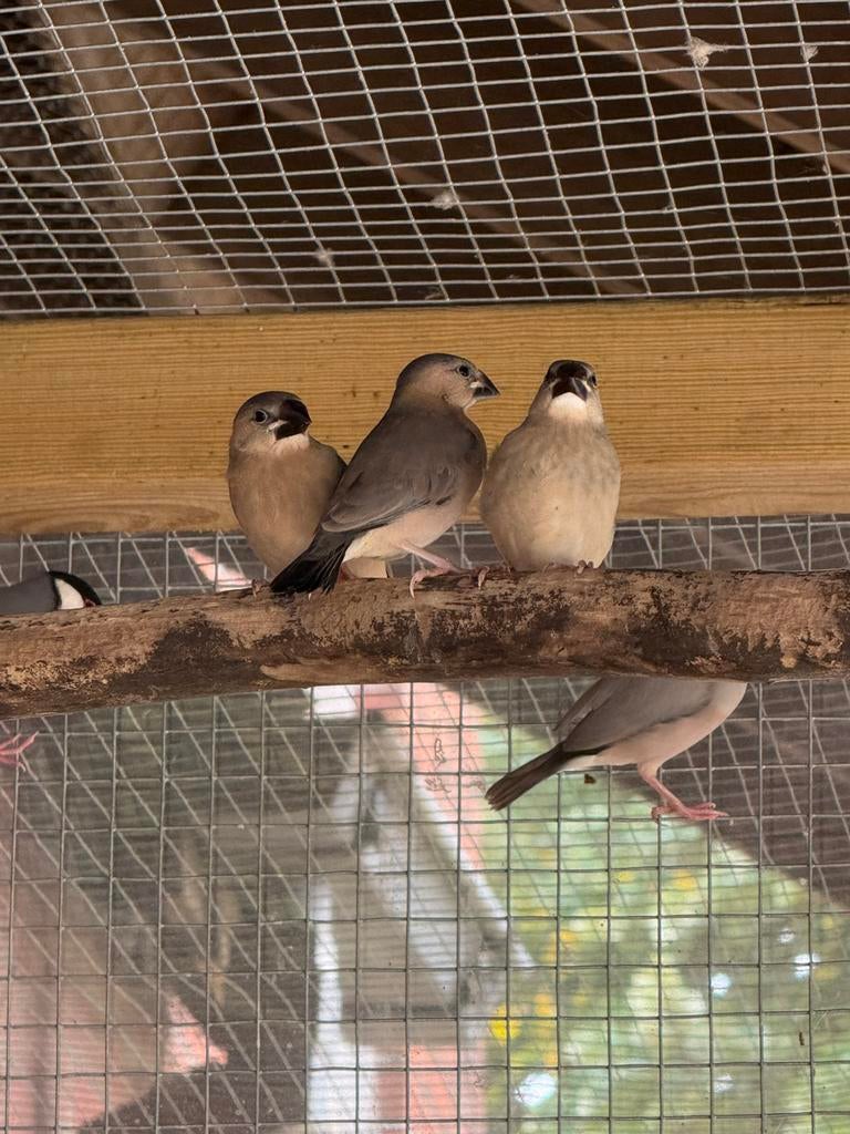 Rijstvogel / padda, Dieren en Toebehoren, Vogels | Overige Vogels, Meerdere dieren, Tropenvogel