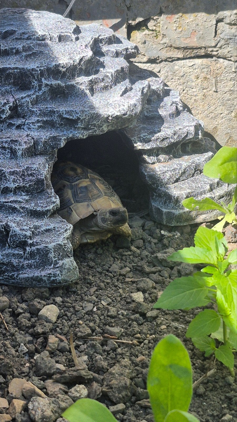 tortues d'hermann, Enlèvement