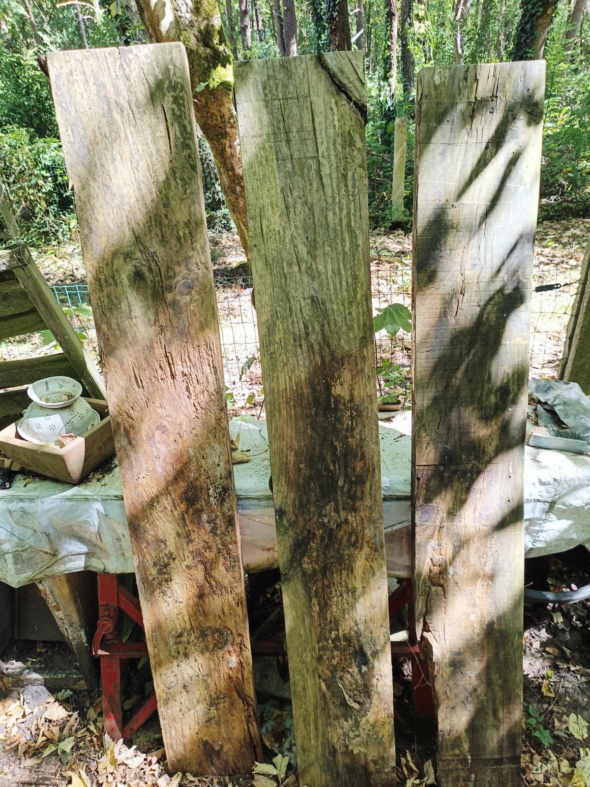 mango hout, Enlèvement