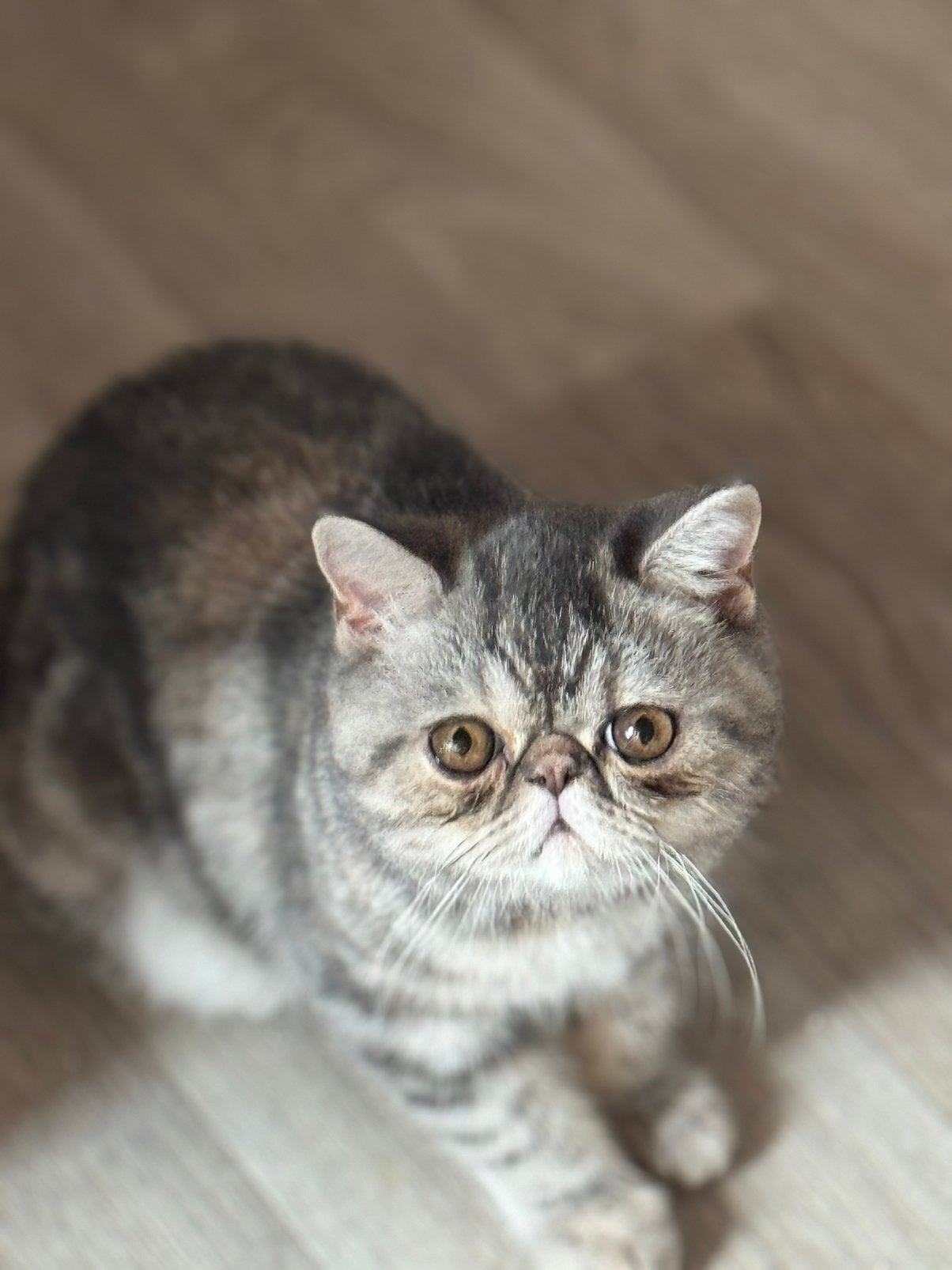 Exotic korthaar kitten, Chatte ou Chat, Avec pedigree, 0 à 2 ans