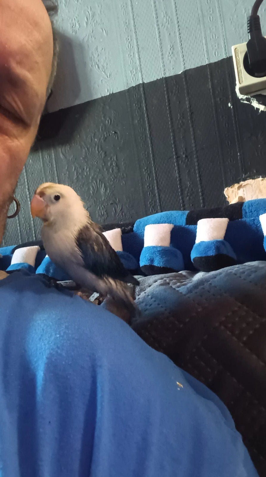 Kopprlte halftam dwergpapegaaien te koop +2,zakjes eten, Dieren en Toebehoren, Ophalen