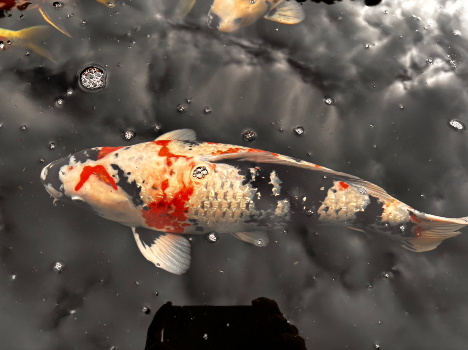 Verschillende koi te koop, Dieren en Toebehoren, Karper of Koi