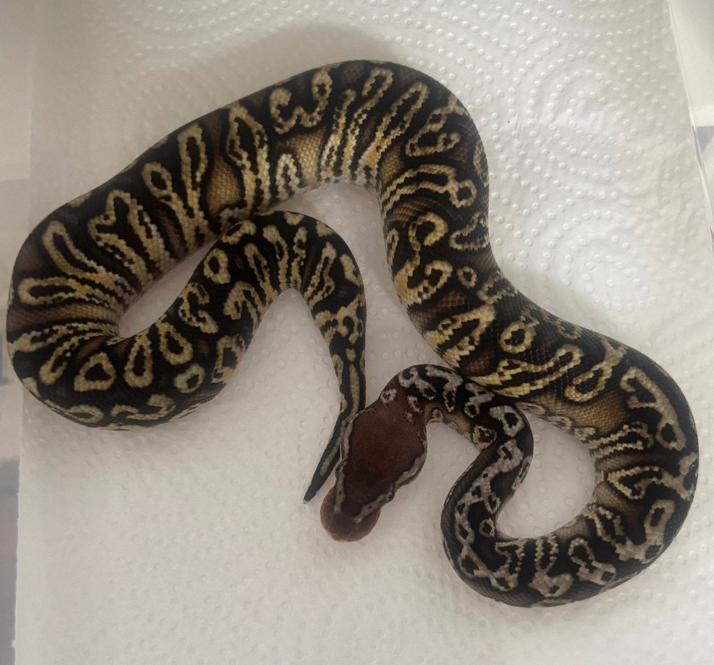 Python Regius, Animaux & Accessoires