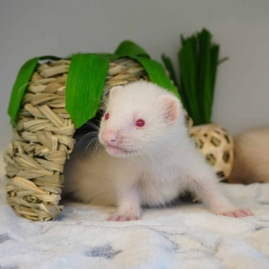 De jolis furets cherchent une nouvelle maison !, Animaux & Accessoires, Mai, Plusieurs animaux