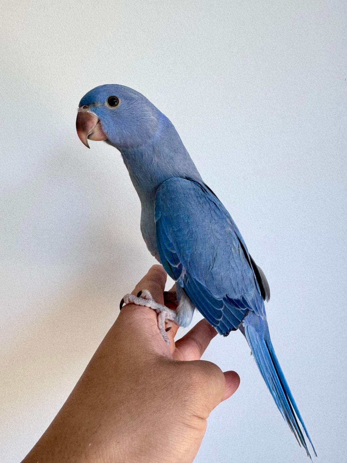 Halsbandparkiet violet, Dieren en Toebehoren, Geslacht onbekend