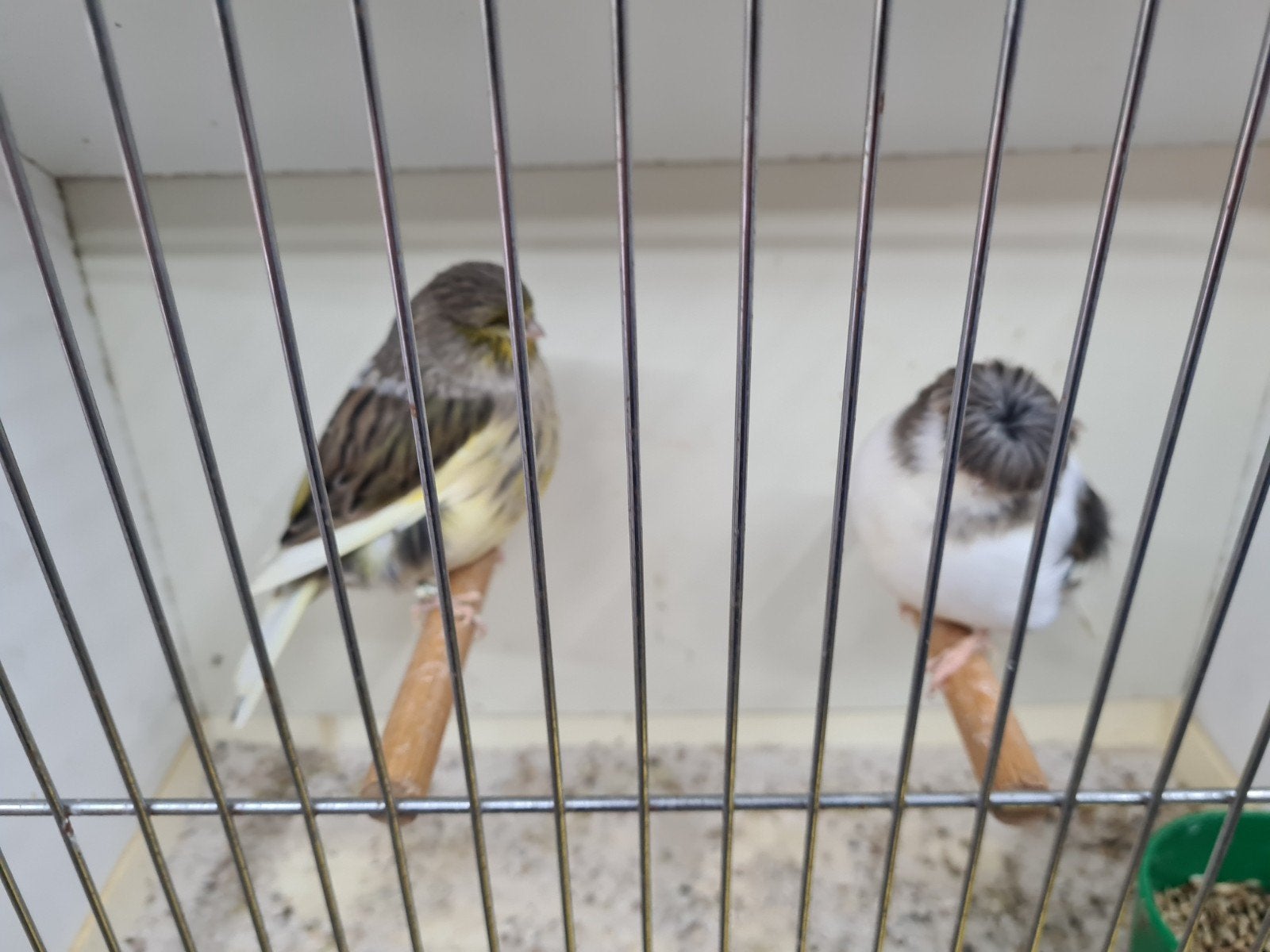 canari, Animaux & Accessoires