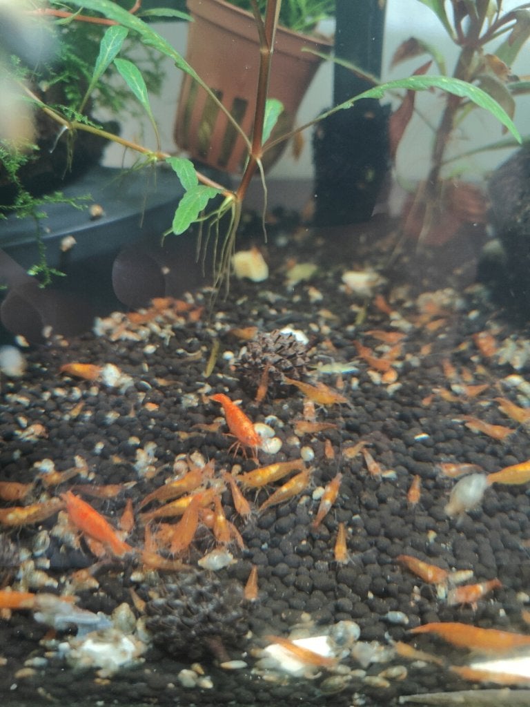 Neocaridina shrimp Orange Sakura red rili mixed, Kreeft, Krab of Garnaal, Zoetwatervis, Schoolvis