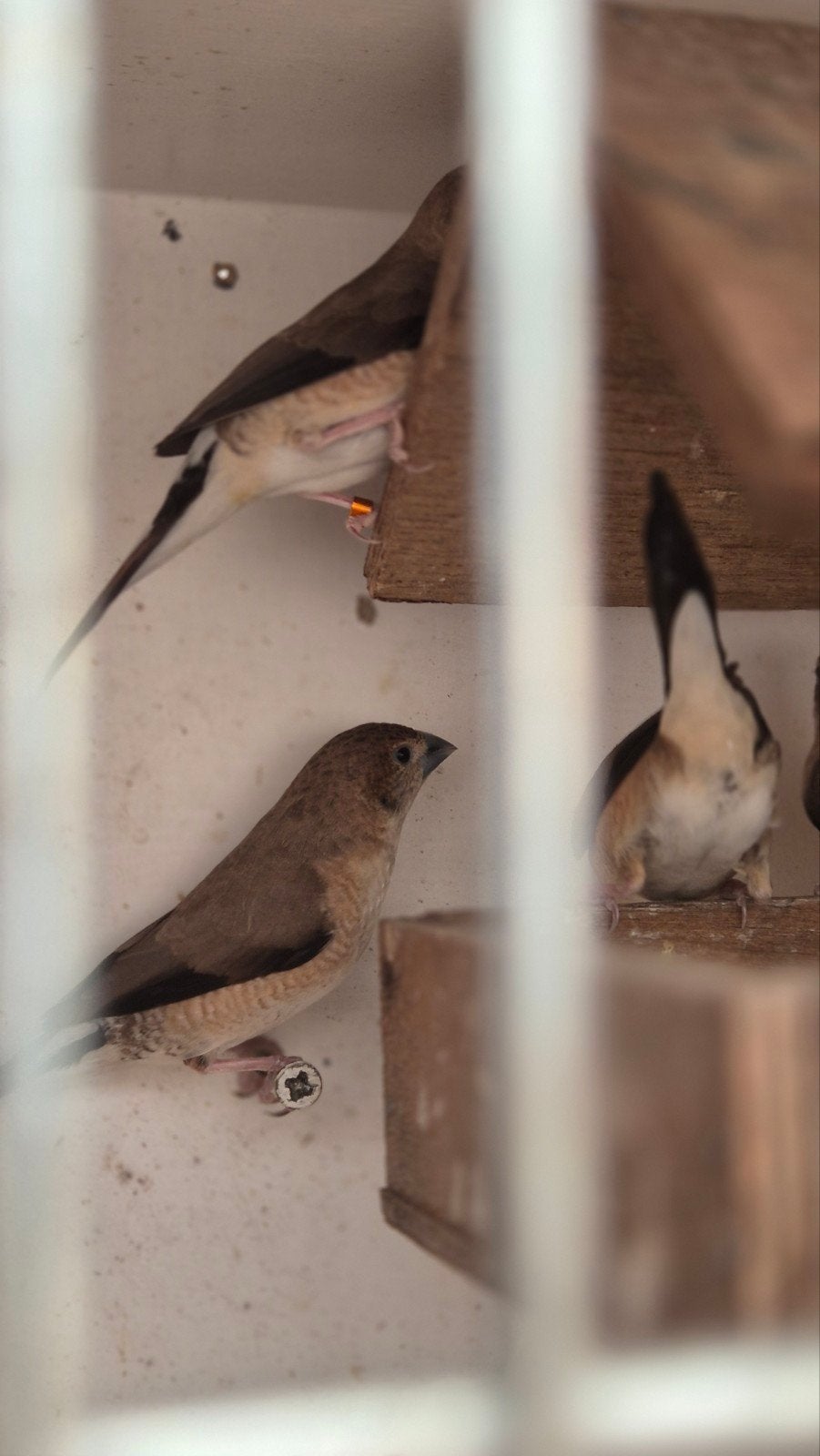 Lood bekjes,zebravinken wit ., Animaux & Accessoires, Oiseaux | Oiseaux Autre
