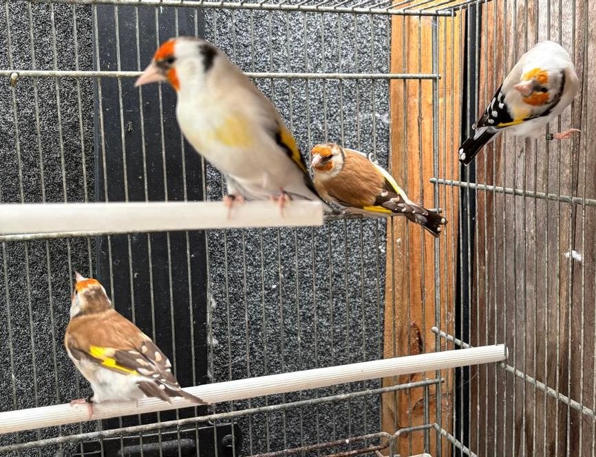 Distelvink poppen te koop, Dieren en Toebehoren, Geringd