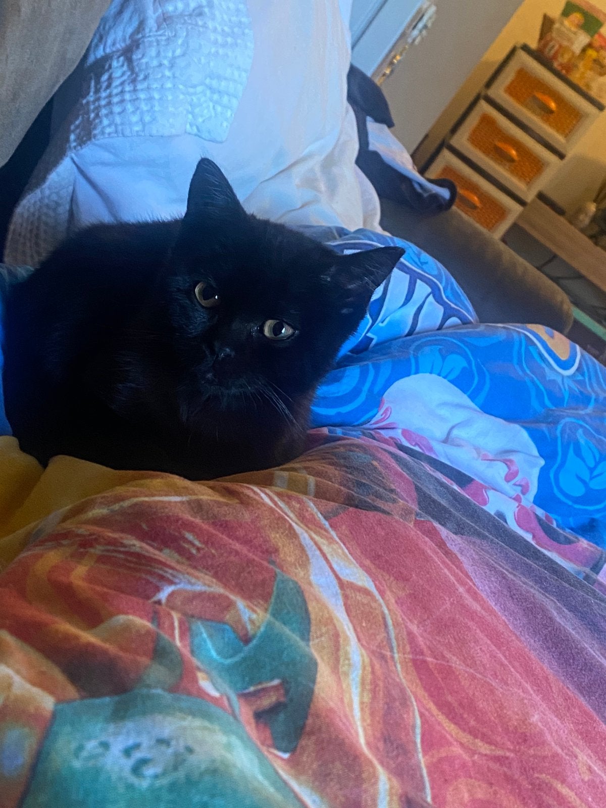 Britse korthaar katertje, Dieren en Toebehoren, Kater, Ontwormd, 0 tot 2 jaar