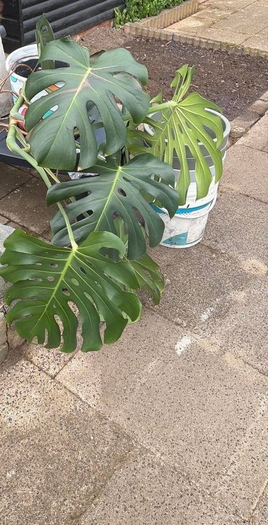 Grote Monstera Deliciosa / Gatenplant, Tuin en Terras, Ophalen