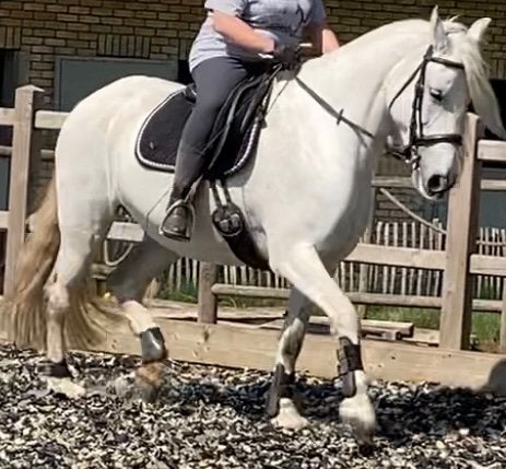 Bomproof, Merrie, Niet van toepassing, Dressuurpaard, 170 tot 175 cm