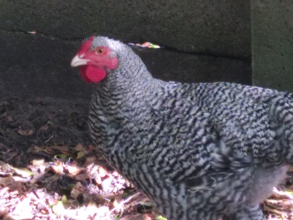 Izegemse Koekoek, Animaux & Accessoires, Volatiles, Mâle, Poule ou poulet