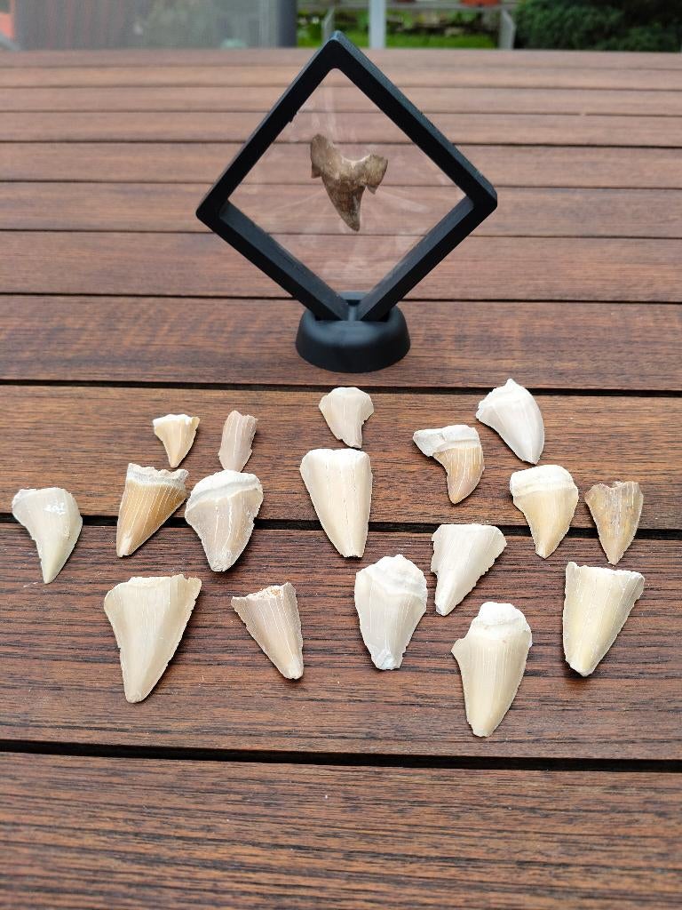 Grandes dents de requin fossiles, Enlèvement ou Envoi, Fossile