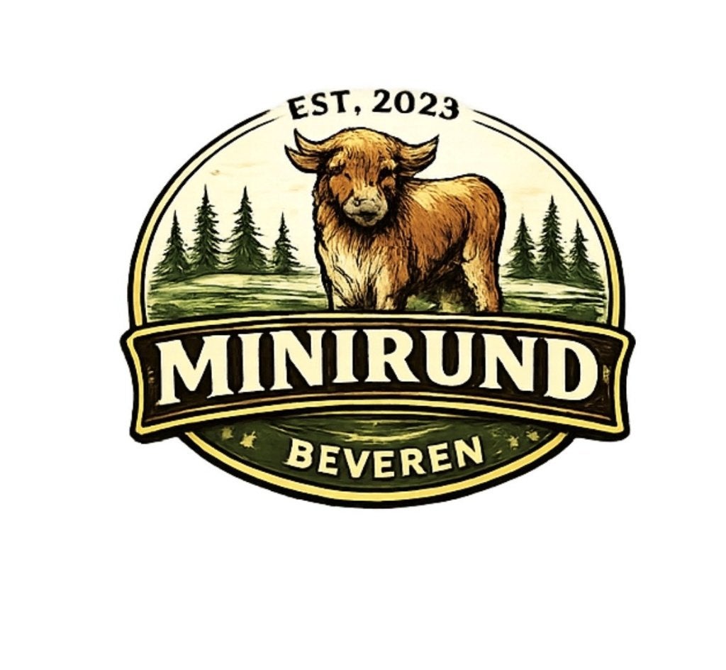 mini-koeien te koop, Dieren en Toebehoren, Runderen, Meerdere dieren, 0 tot 2 jaar
