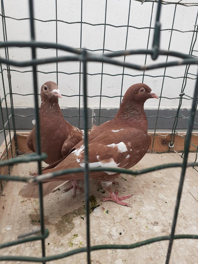 Choco meulemans Koppel. 40 euro voor Koppel., Dieren en Toebehoren, Vogels | Duiven