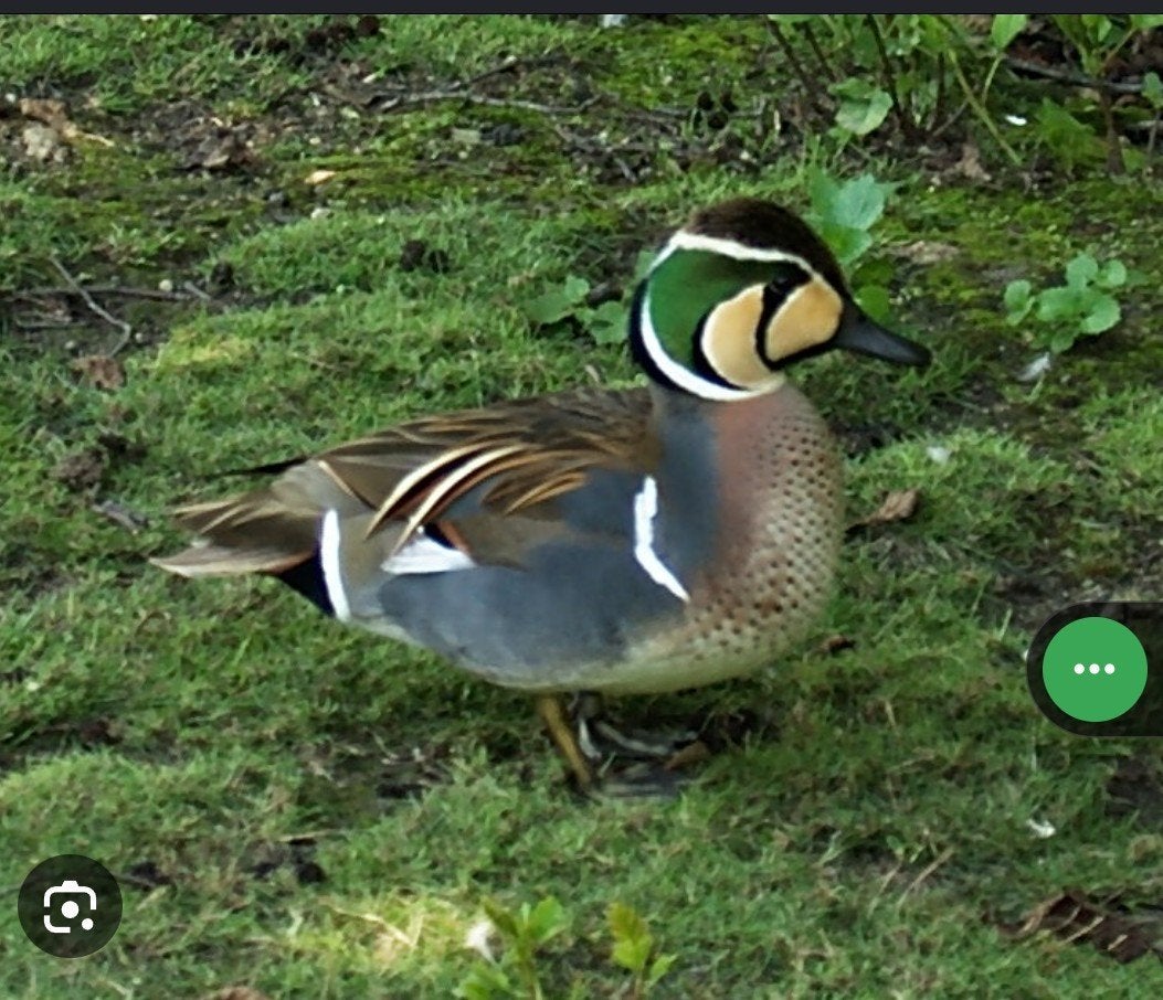 Baicataling, Animaux & Accessoires, Volatiles, Plusieurs animaux, Canard