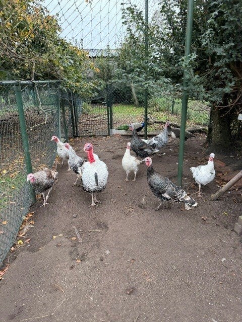 Ronquières kalkoenen, Dieren en Toebehoren, Kalkoen