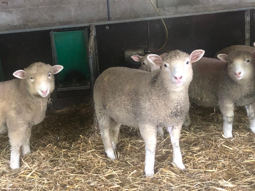 Poll dorset ooitjes, Dieren en Toebehoren, Vrouwelijk, Schaap, 0 tot 2 jaar