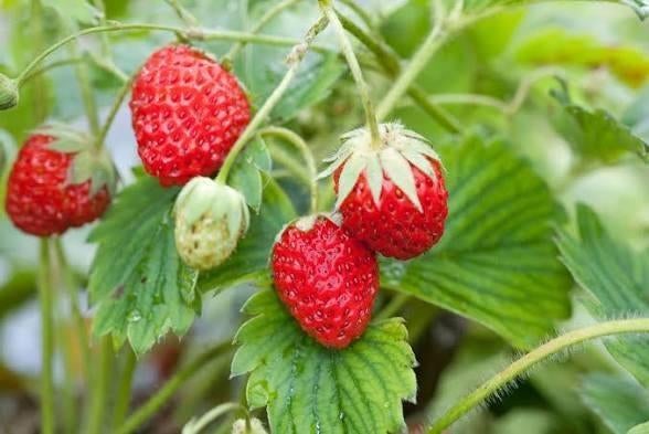 🍓 Fraisiers productifs (déjà enracinés), Jardin & Terrasse, Plantes | Jardin, Enlèvement ou Envoi, Hiver