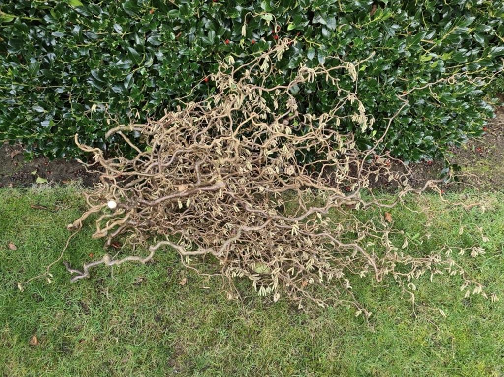 Takken van de krulhazelaar voor bloemschikken, ..., Ophalen, Hout, Pasen
