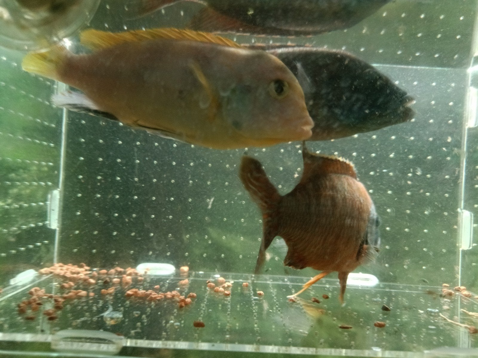 cichlide